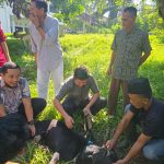 hewan qurban